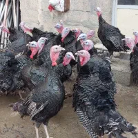 بوقلمون سیاه|حیوانات مزرعه|سقز, |دیوار