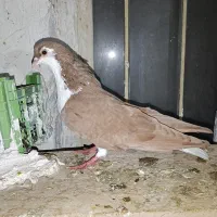 کبوتر ساده زرد خالدار سیاه نر