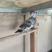 کبوتر مسافتی و پلاکی وکله دم سبز|پرنده|فردیس, شهرک شهید حسینی|دیوار