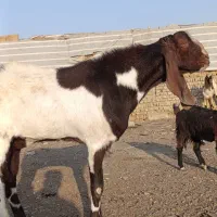 بز پاکستانی و بز محلی و بزغاله و دورگ