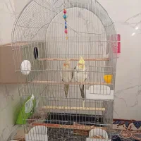 عروس هلندی دستی