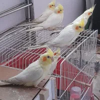 عروس هلندی ۵ ماهه