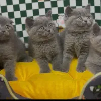 British Scottish|گربه|تهران, تهرانسر مرکزی|دیوار