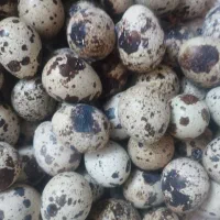 تخم نطفه دار بلدرچین|حیوانات مزرعه|زاهدان, |دیوار