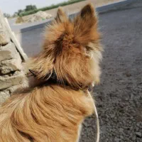 سگ پامر|سگ|مرودشت, فیروزی|دیوار