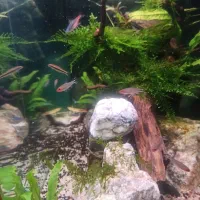 اکواریم پلنت|ماهی|دزفول, |دیوار