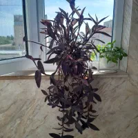 گل و گیاه طبیعی