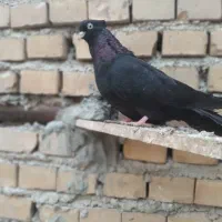 زاغ ماده|پرنده|بندر ماهشهر, |دیوار