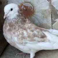 کفتر شازده فروشی