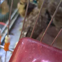 پرنده|پرنده|تهران, شهرک پاسداران|دیوار