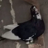 سیاه پلنگ و کلاغ