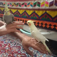 فروش عروس هلندی