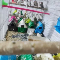 فروش انواع پرندگان وفروش تخصصی فنچ و مرغ عشق