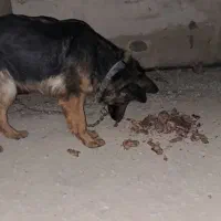 سگ ژرمن