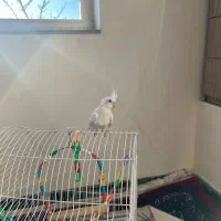 عروس هلندی البینو خالص به همراه قفسه