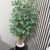 درختچه زیبا|گل و گیاه طبیعی|اهواز, حصیرآباد|دیوار