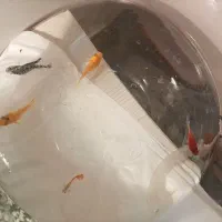 ماهی گوپی و مولی