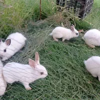 خرگوش خانگی سفید در خواجه نفس