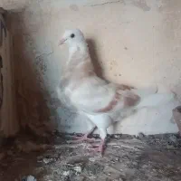 جوجه شازده زرد