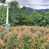 گلکده علی|گل و گیاه طبیعی|چابکسر, |دیوار