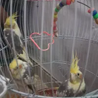 فروش عروس هلندی به صورت عمده و تک