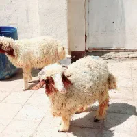 فروش گوسفند|حیوانات مزرعه|اهواز, کوی علوی|دیوار