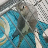 عروس هلندی بازی گوش