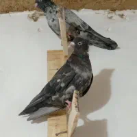 سرور|پرنده|مرودشت, سهل‌آباد|دیوار