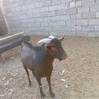 بز مور سیاح|حیوانات مزرعه|رفسنجان, |دیوار
