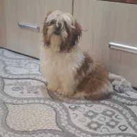 شیتزو سوپر فلت