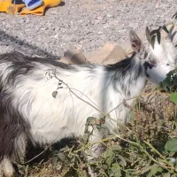 یک راس بزغاله شیرمست|حیوانات مزرعه|کرج, خرمدشت|دیوار