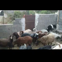 فروش گوسفند