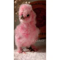 جفت مرغ و خروس زینتی و جوجه ابریشمی و تخم نطفه دار