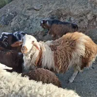 بره نر محلی