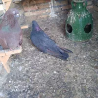 کبوتر|پرنده|آزادشهر, |دیوار