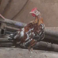 خروس رسمی لر گلین۵ماهه ویک جفت گلین رسمی مینیاتوری|حیوانات مزرعه|کرج, کیانمهر|دیوار