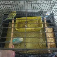 مرغ عشق عروس هلندی جوجه