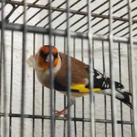 سهره چهارگل،سینه طلایی