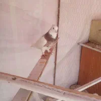 کفتر|پرنده|شیراز, شهرک صنعتی شیراز|دیوار