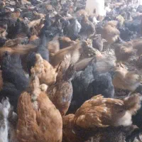 جوجه بومی گلپایگانی