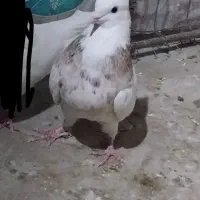 کفتر طوقی|پرنده|قروه, |دیوار