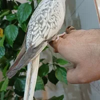 فروش پرنده|پرنده|سامان, |دیوار