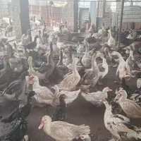 غاز و اردک اسرائیلی