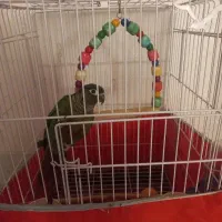 طوطی گرینچیک