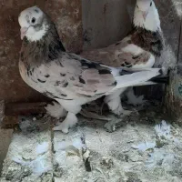 ی جفت نروماده ابلق سرور چاپی