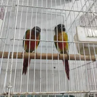 جفت گیرینچیک یلوساید اکستریم