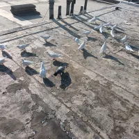 اراکی