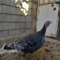 بوقلمون نرو ماده  ۸ ماهه|حیوانات مزرعه|جغتای, |دیوار