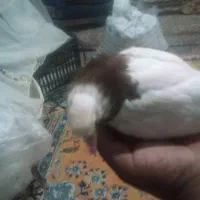 کبوتر توقی.سبز.زاغ نر.توقی.