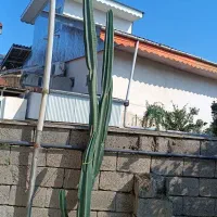 کاکتوس درختی